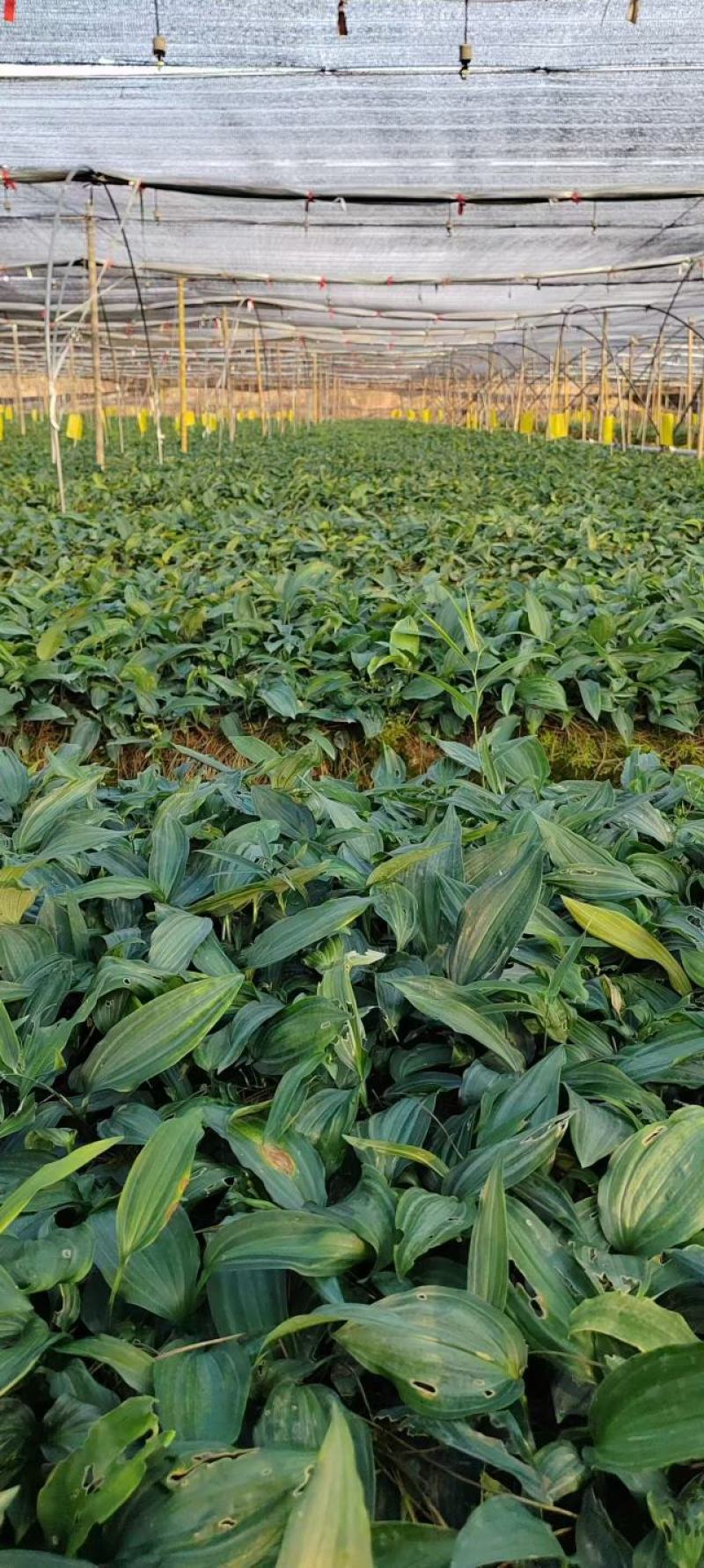 精品黄精种苗量大从优质量保证诚信经营欢迎咨询