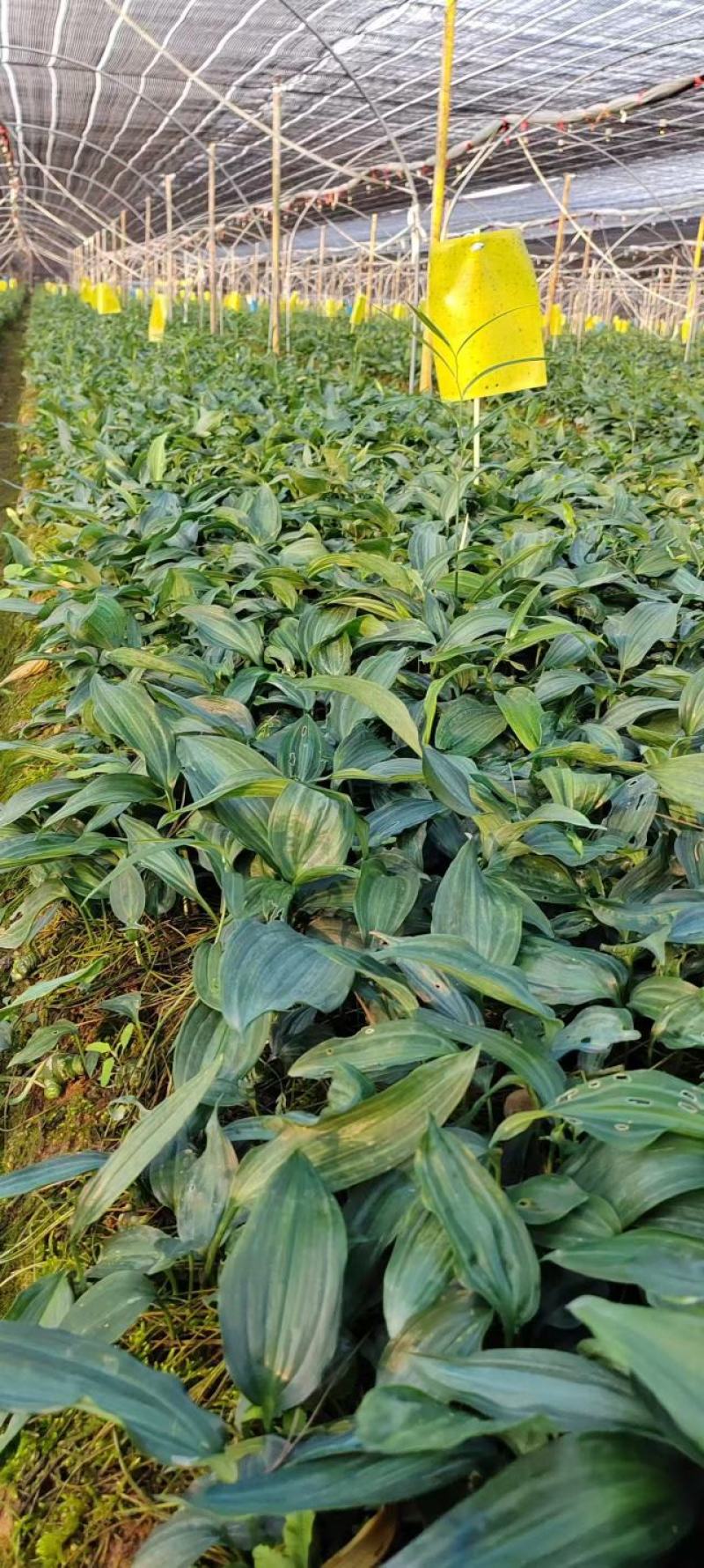 精品黄精种苗量大从优质量保证诚信经营欢迎咨询