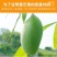 【精选】大青芒海南直发各品种芒果齐全一手货源