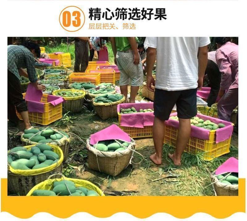 【精选】大青芒海南直发各品种芒果齐全一手货源