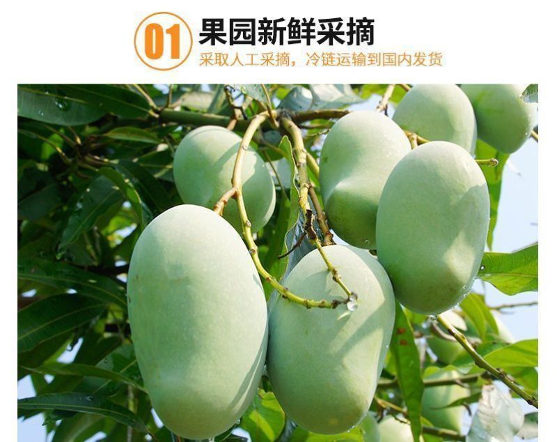 【精选】大青芒海南直发各品种芒果齐全一手货源