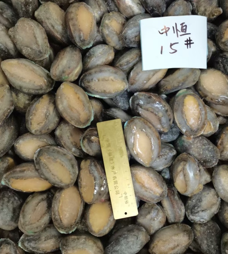 鲜活鲍鱼新鲜冷冻批发15头鲍鱼【鲍鱼工厂】供应餐饮酒店