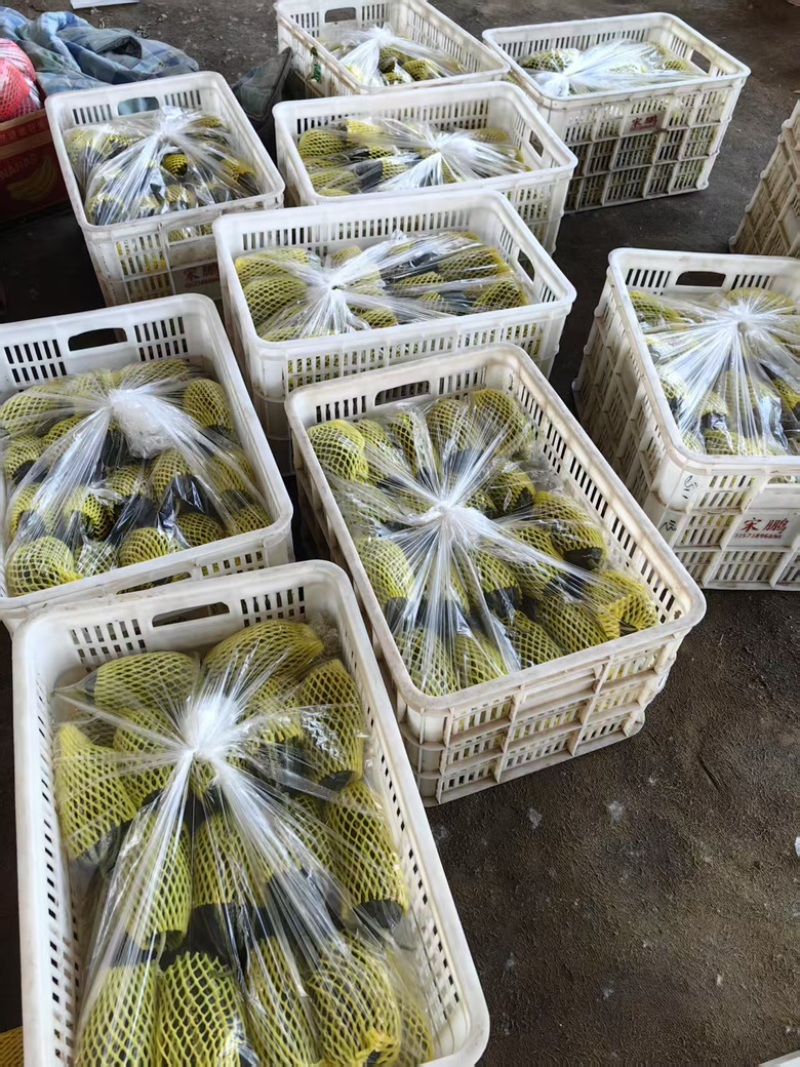 博洋甜瓜，一手货源，大量上市，各种规格都有