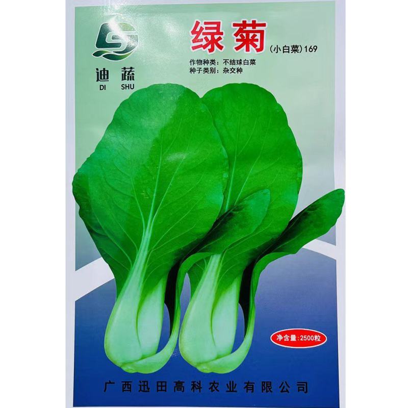 杂交一代绿菊不结球白菜种子味甜纤维少丰产抗病性好大田用种