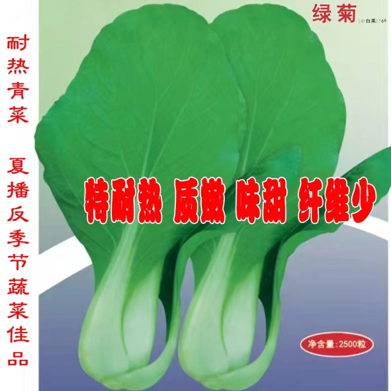 杂交一代绿菊不结球白菜种子味甜纤维少丰产抗病性好大田用种