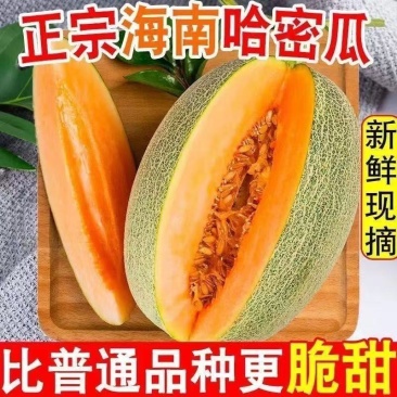 哈密瓜晓蜜25海南产地直供专业代办代发各种应季水果