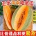 哈密瓜晓蜜25海南产地直供专业代办代发各种应季水果