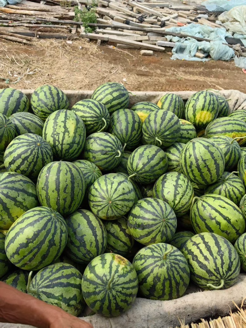 小吊瓜全美2K西瓜一首货源，大量上市，各种规格都有新鲜货