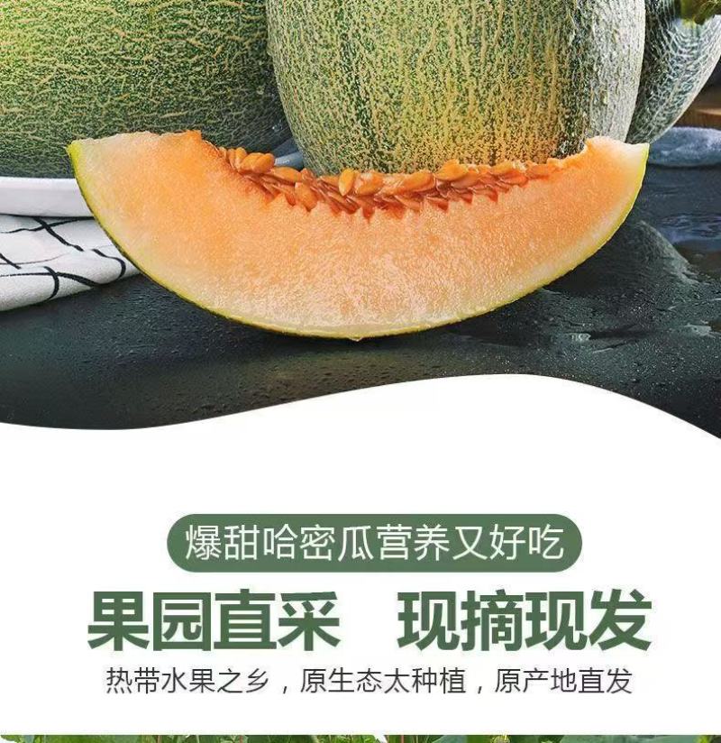 哈密瓜晓蜜25海南产地直供专业代办代发各种应季水果