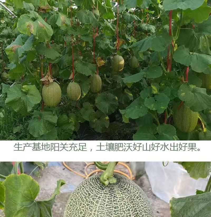 哈密瓜晓蜜25海南产地直供专业代办代发各种应季水果