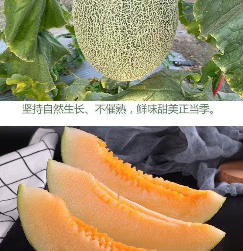 哈密瓜晓蜜25海南产地直供专业代办代发各种应季水果