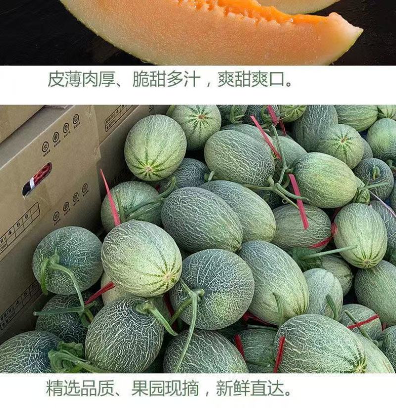 哈密瓜晓蜜25海南产地直供专业代办代发各种应季水果