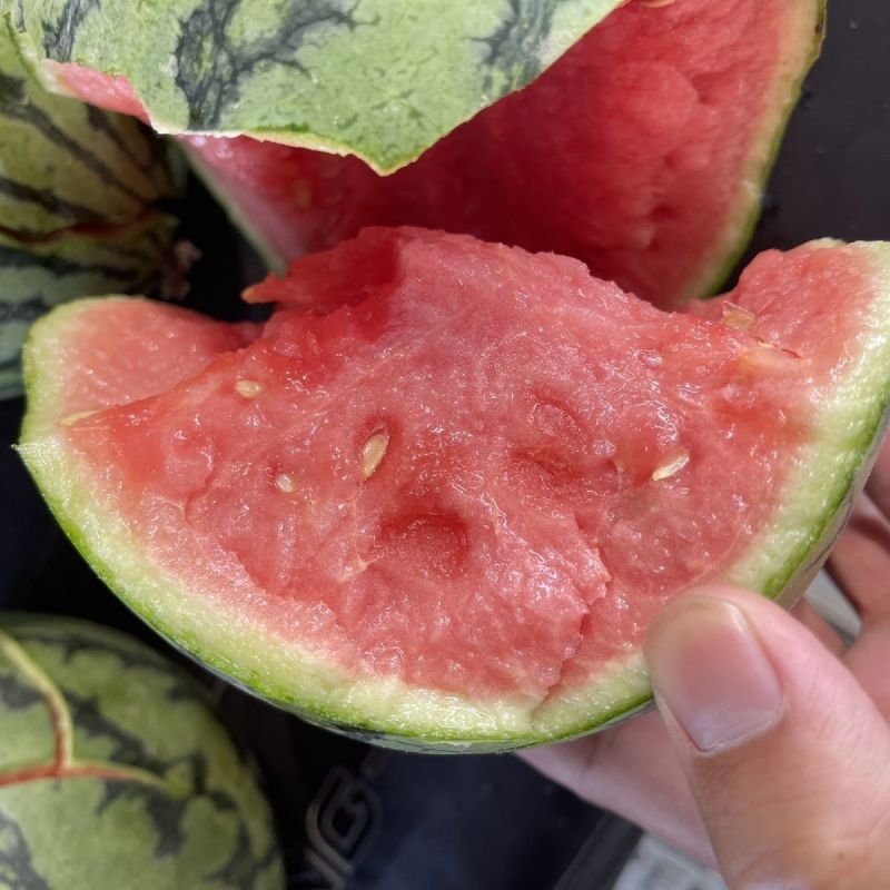陕西西安小糖丸西瓜，手撕小西瓜，基地直发，大量现货
