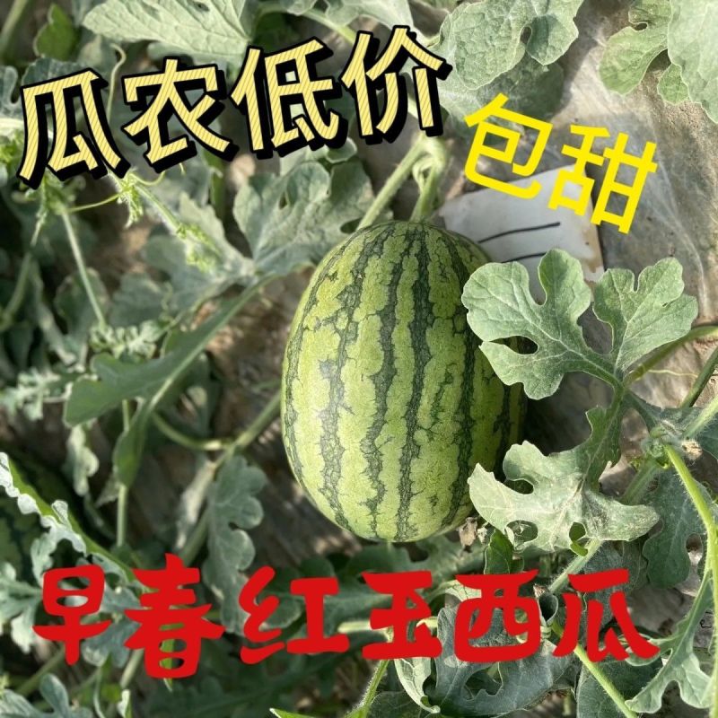 陕西西安小糖丸西瓜，手撕小西瓜，基地直发，大量现货