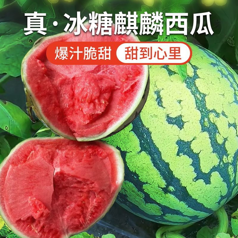 陕西西安无籽美都西瓜，产区直供，大量现货