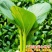 迪蔬四季广府712杂交甜菜心种子小青菜种子耐高温耐雨水