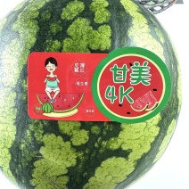 陕西西安甘美4K西瓜，基地直供，当天采摘当天发货