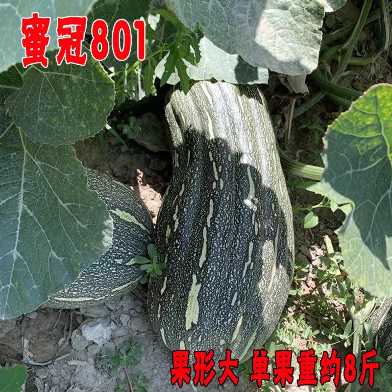 蜜冠801南瓜种子高产抗病大果蜜本南瓜种籽孑农家菜园四季