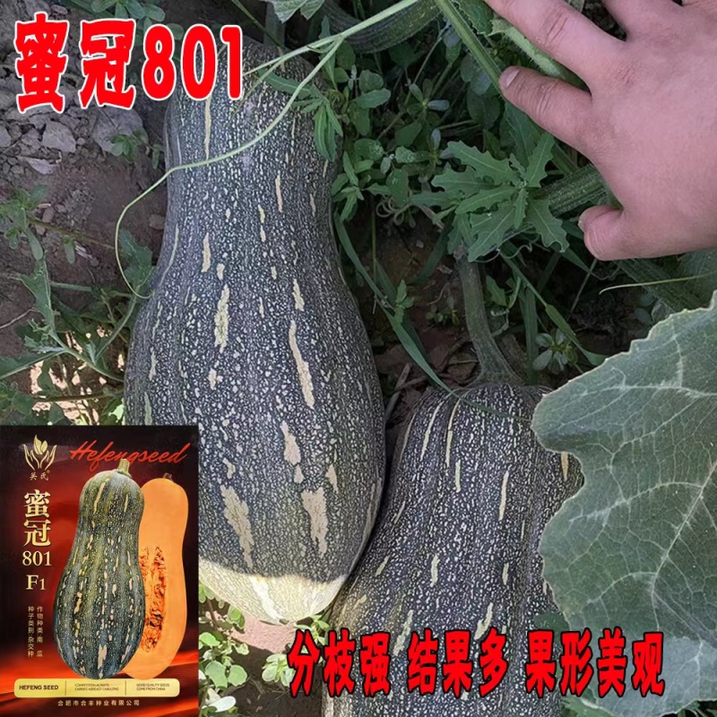 蜜冠801南瓜种子高产抗病大果蜜本南瓜种籽孑农家菜园四季