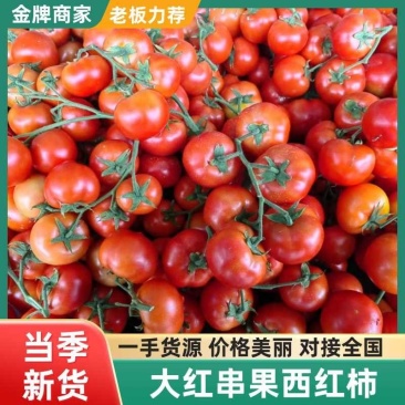 大红串果西红柿大量上市有岀口经验常年发新疆全国各地
