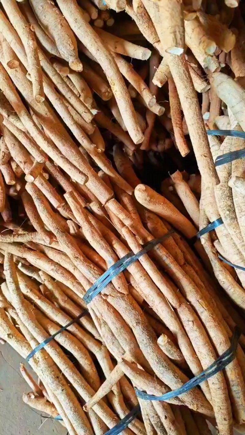 【精选】新鲜牛大力小叶牛大统货产地直发质量保证