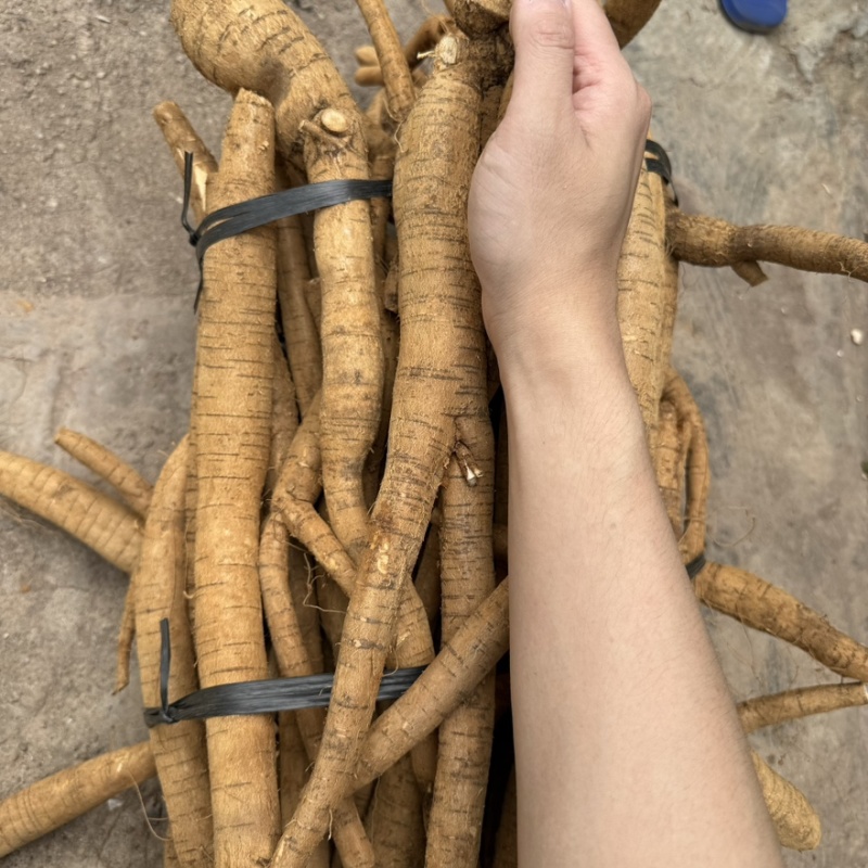 【精选】新鲜牛大力小叶牛大统货产地直发质量保证