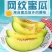 冰淇淋网纹瓜玫珑瓜精品超甜哈密瓜一件代发10斤