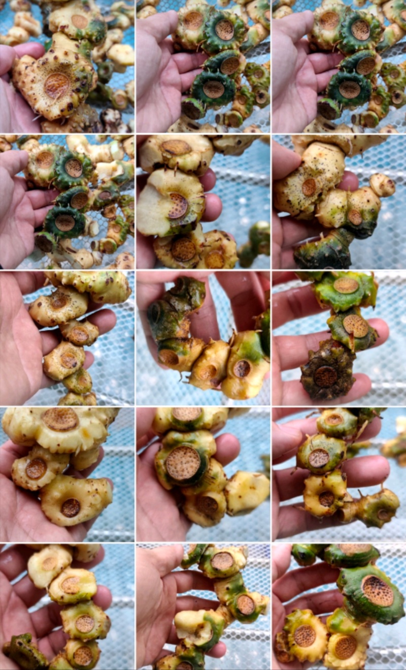 野生黄精黄精老虎姜野姜多花姜形倒苗黄精顺丰包邮