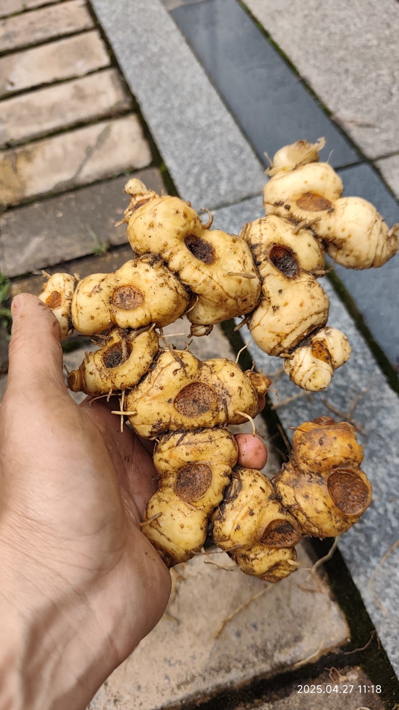 野生黄精黄精老虎姜野姜多花姜形倒苗黄精顺丰包邮