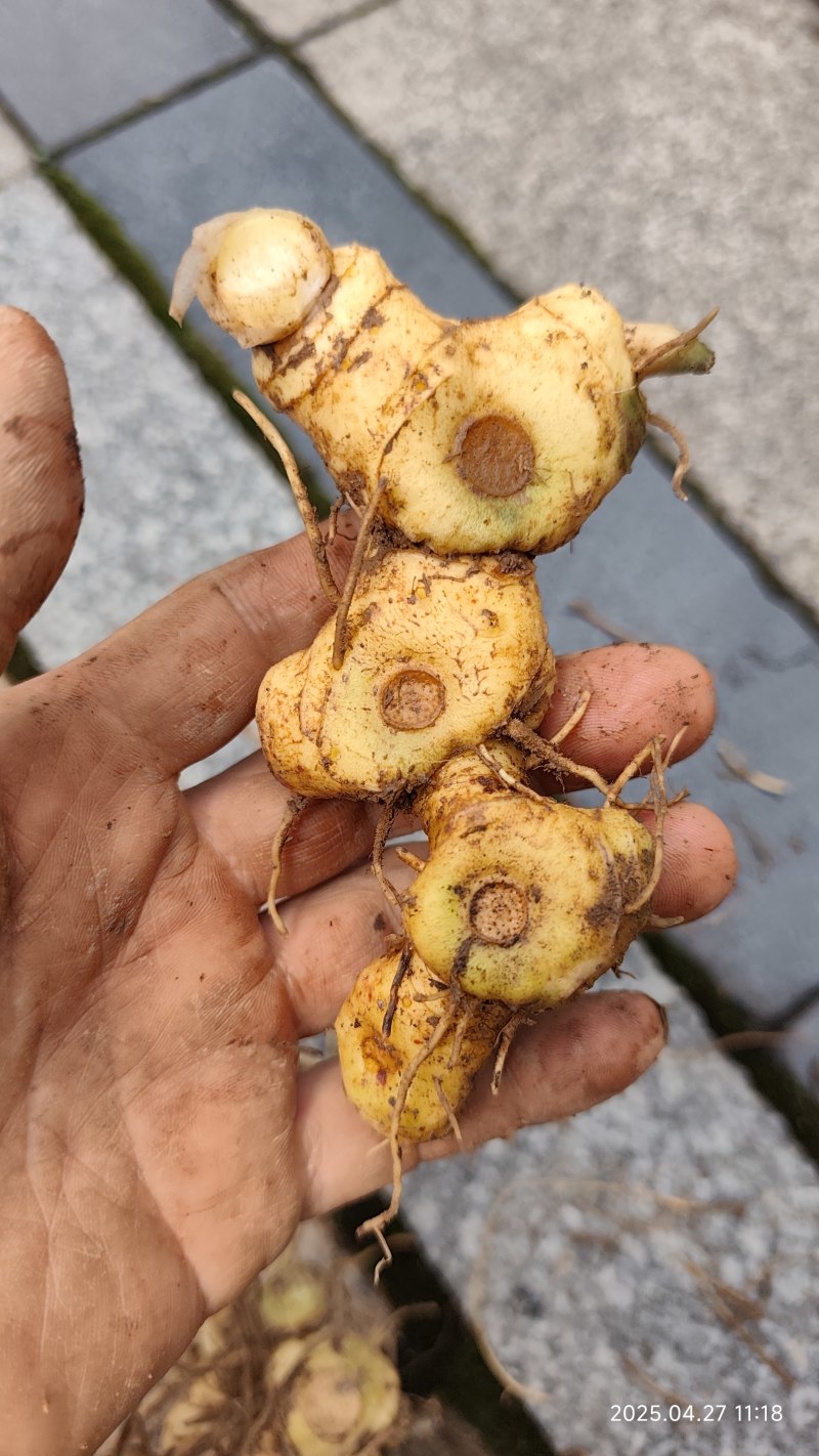 野生黄精黄精老虎姜野姜多花姜形倒苗黄精顺丰包邮