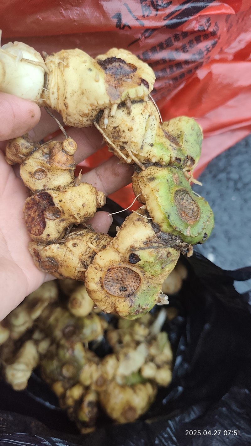 野生黄精黄精老虎姜野姜多花姜形倒苗黄精顺丰包邮