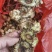 野生黄精黄精老虎姜野姜多花姜形倒苗黄精顺丰包邮