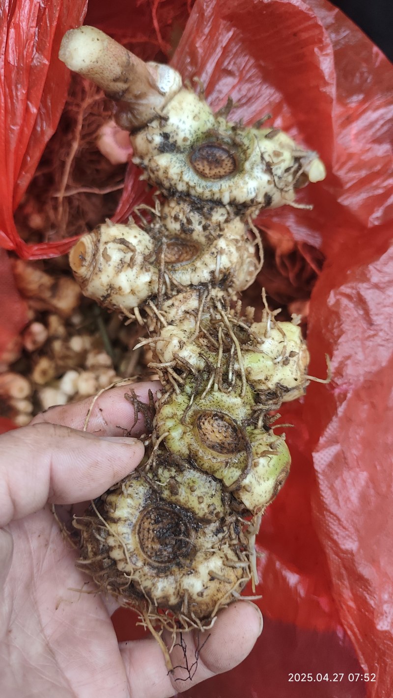 野生黄精黄精老虎姜野姜多花姜形倒苗黄精顺丰包邮