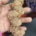 野生黄精黄精老虎姜野姜多花姜形倒苗黄精顺丰包邮
