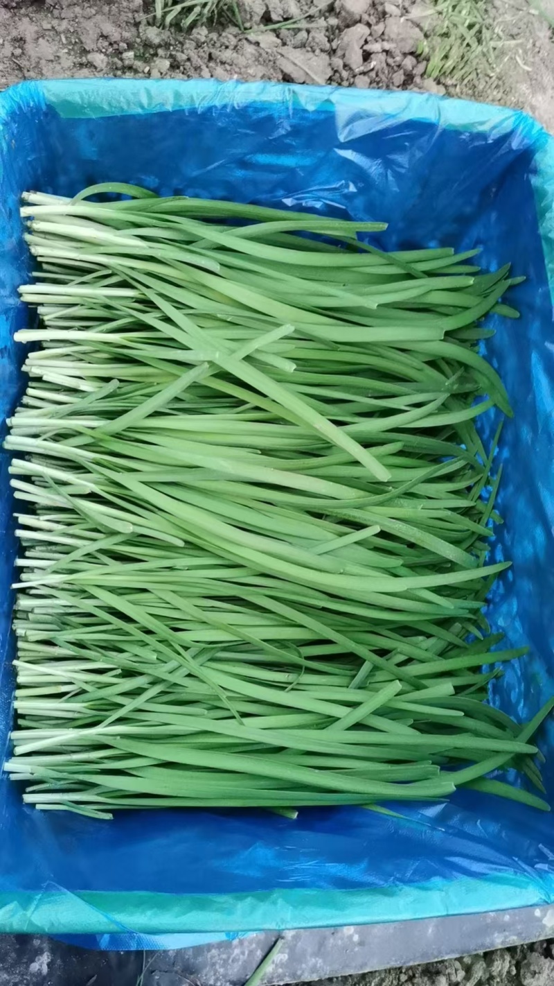 精品休眠二刀粗韭菜