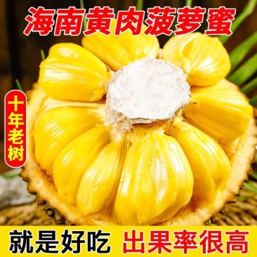 海南菠萝蜜大量上市现摘现发精品黄肉菠萝蜜