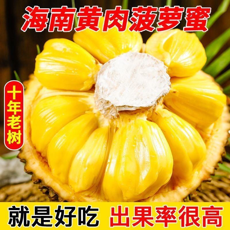 海南菠萝蜜大量上市现摘现发精品黄肉菠萝蜜