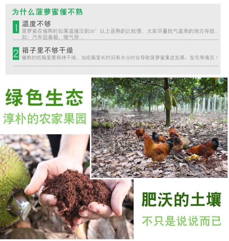 海南菠萝蜜大量上市现摘现发精品黄肉菠萝蜜