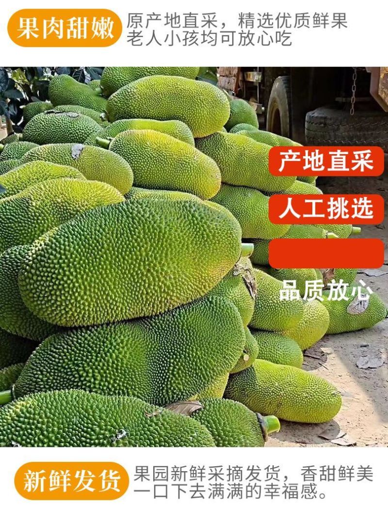 海南菠萝蜜大量上市现摘现发精品黄肉菠萝蜜