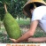 海南菠萝蜜大量上市现摘现发精品黄肉菠萝蜜