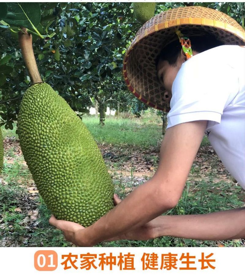 海南菠萝蜜大量上市现摘现发精品黄肉菠萝蜜