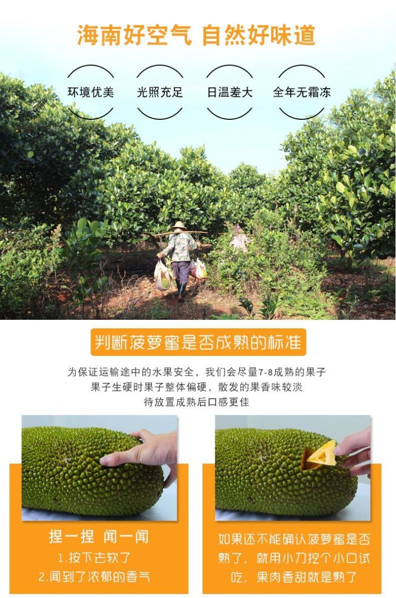 海南菠萝蜜大量上市现摘现发精品黄肉菠萝蜜