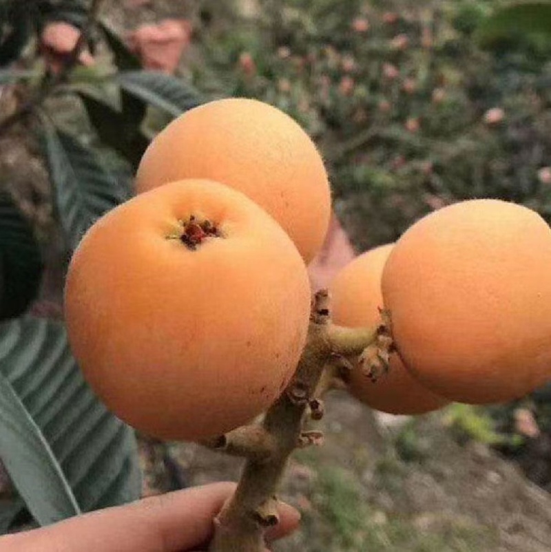 自己家的枇杷成熟了