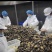 鲜活鲍鱼新鲜冷冻25-30头鲍鱼【鲍鱼工厂】冻品批发
