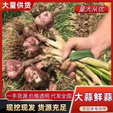 1.河北饶阳紫皮大蒜供应脱水大蒜加工厂