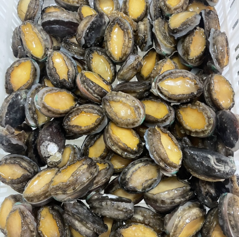 鲜活鲍鱼新鲜冷冻25-30头鲍鱼【鲍鱼工厂】冻品批发