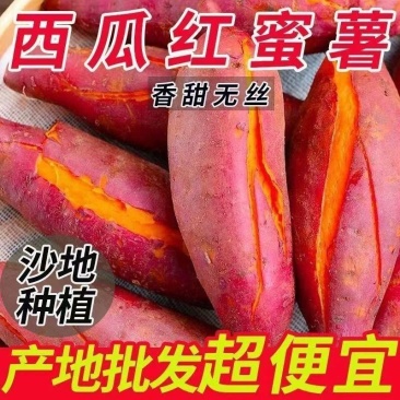 广东湛江沙地西瓜红红薯新鲜现挖红皮红心蜜薯软糯糖心番薯