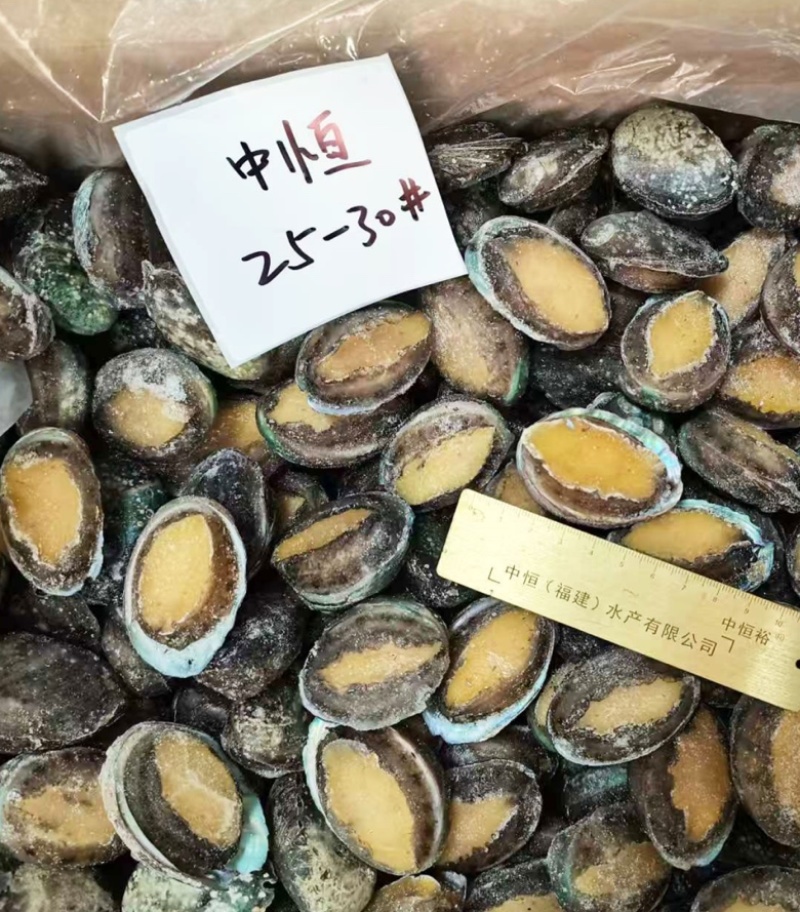 鲜活鲍鱼新鲜冷冻25-30头鲍鱼【鲍鱼工厂】冻品批发