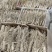 东北长白山鲜参大量批发产地发货一手货源种植户售包邮