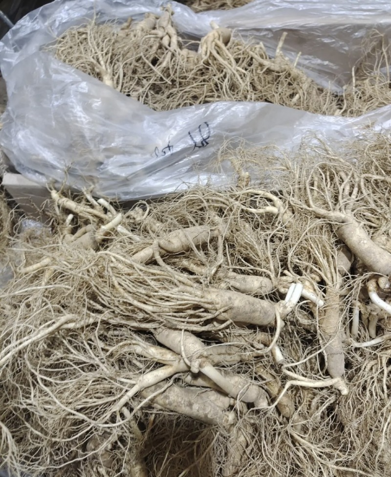 东北长白山鲜参大量批发产地发货一手货源种植户售包邮